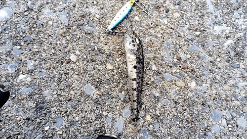 アナハゼの釣果