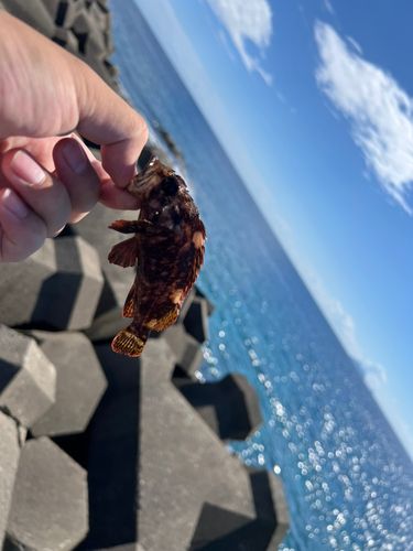 エゾメバルの釣果