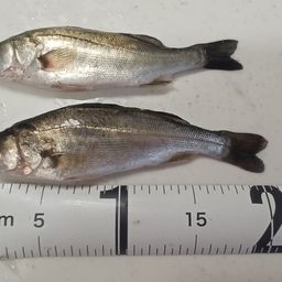 セイゴ（マルスズキ）