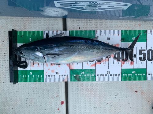 ヒラソウダの釣果