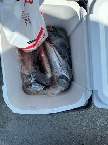 ソウダガツオの釣果