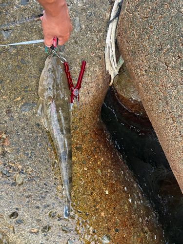 マゴチの釣果