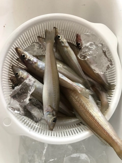 キスの釣果