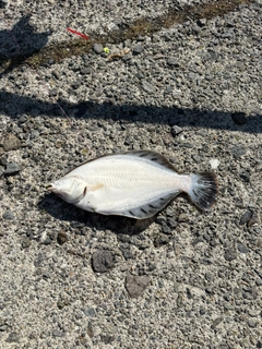 クロガシラガレイの釣果