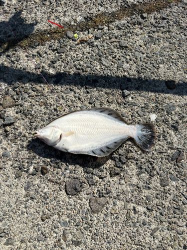 クロガシラガレイの釣果