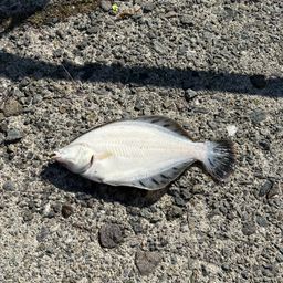 クロガシラガレイ