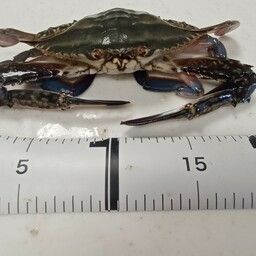 タイワンガザミ