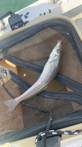 キスの釣果