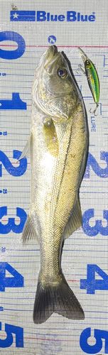 シーバスの釣果