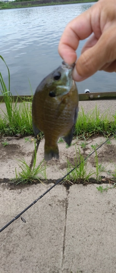 ブルーギルの釣果