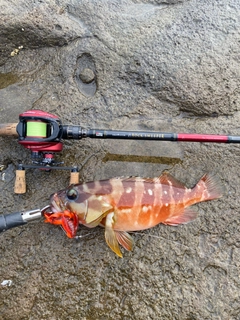アカハタの釣果