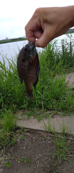 ブルーギルの釣果