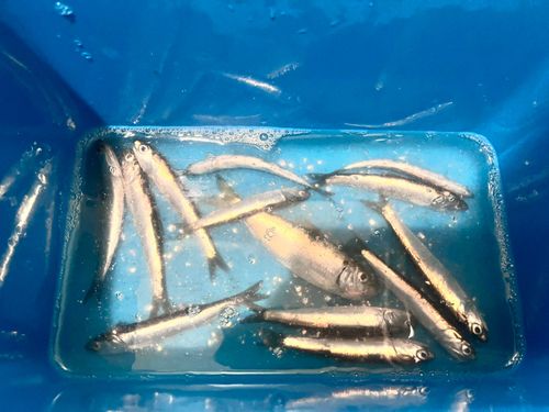 カタクチイワシの釣果
