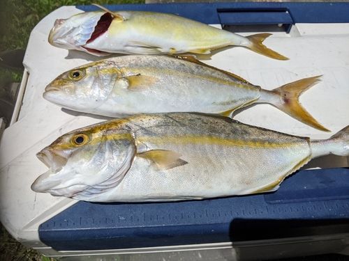 ネリゴの釣果