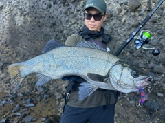 ヒラスズキの釣果