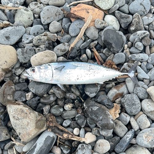 ソウダガツオの釣果