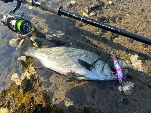 ヒラスズキの釣果