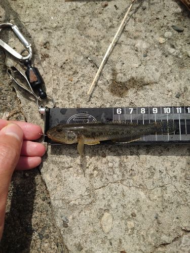 マハゼの釣果