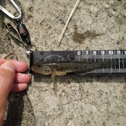 マハゼ