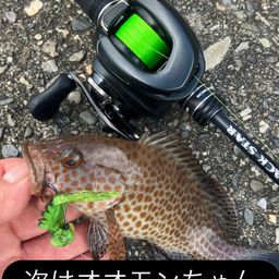 オオモンハタ