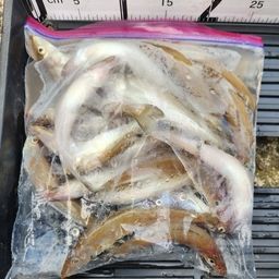 シロギス