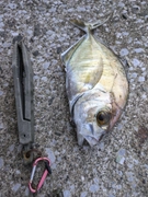 ギンガメアジの釣果
