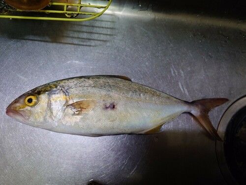 ネリゴの釣果