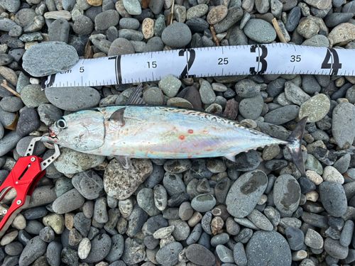 ソウダガツオの釣果