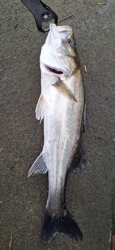 シーバスの釣果