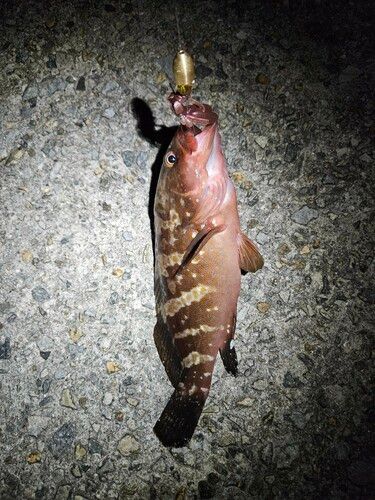 アコウの釣果