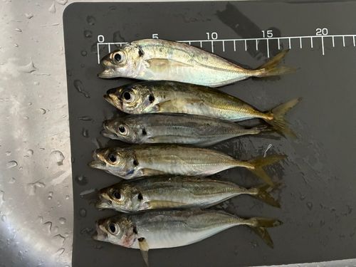 アジの釣果