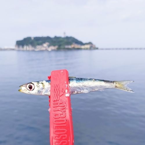 イワシの釣果