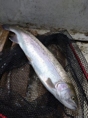 ニジマスの釣果