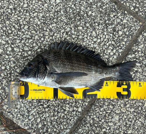 クロダイの釣果