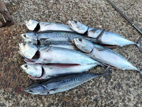 マルソウダの釣果