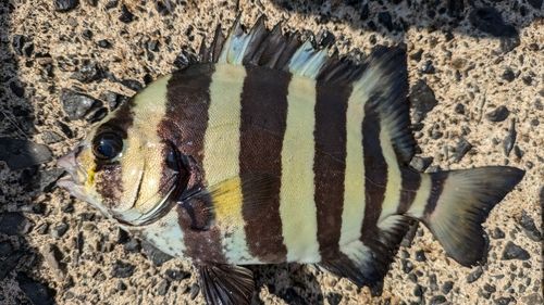 サンバソウの釣果