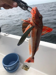 ホウボウの釣果