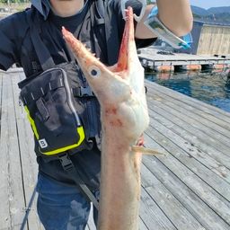 ハモ