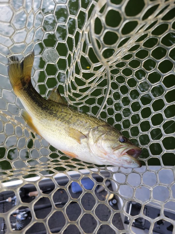 ラージマウスバス