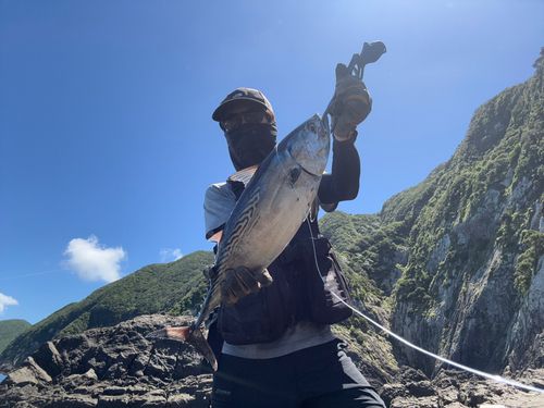 スマガツオの釣果