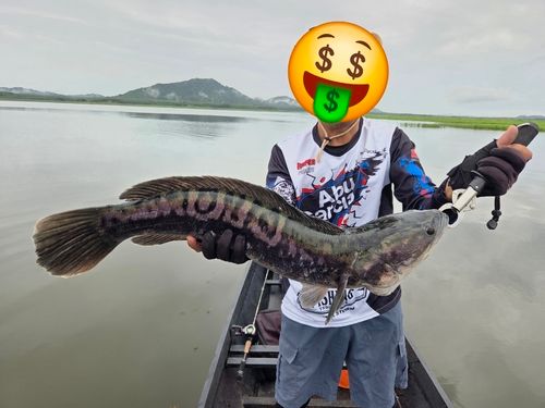 ジャイアントスネークヘッドの釣果