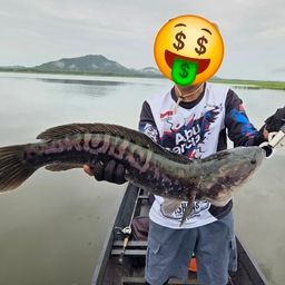 ジャイアントスネークヘッド