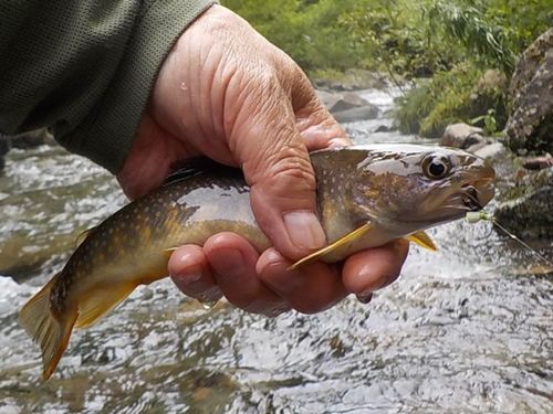 イワナの釣果