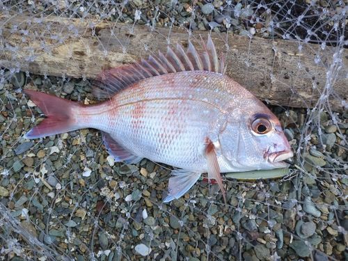 タイの釣果