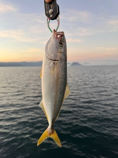 ヤズの釣果
