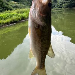 ラージマウスバス