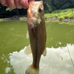 ラージマウスバス