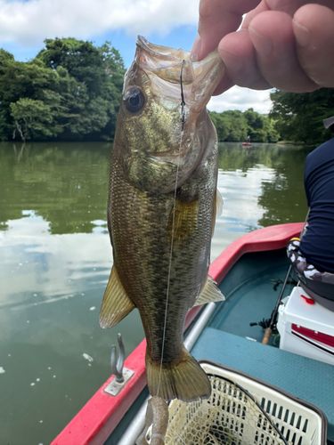 ラージマウスバスの釣果