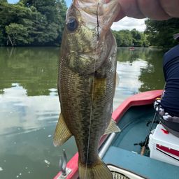 ラージマウスバス