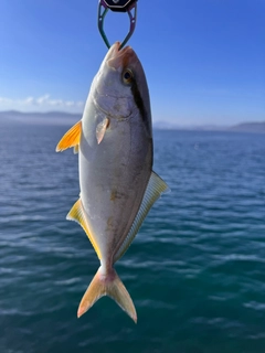 ネリゴの釣果